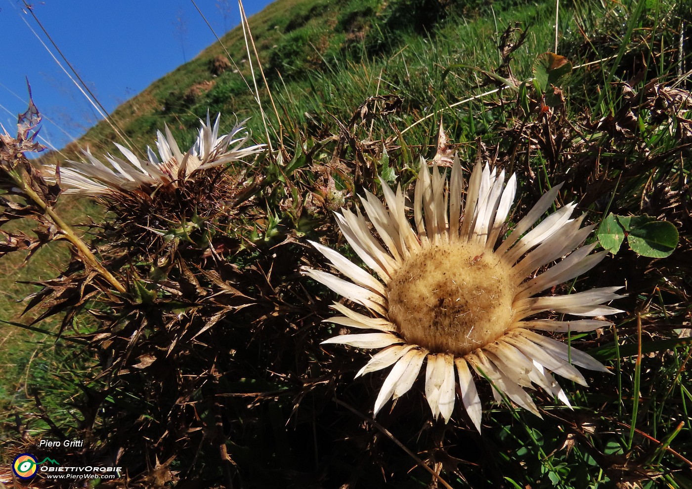 38 Carlina acaulis (Carlina bianca).JPG